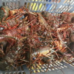 相浜漁協直売所 | 房州で一番安い店。伊勢海老三匹付の豪華すぎる海鮮炭火焼を海を見ながら堪能!