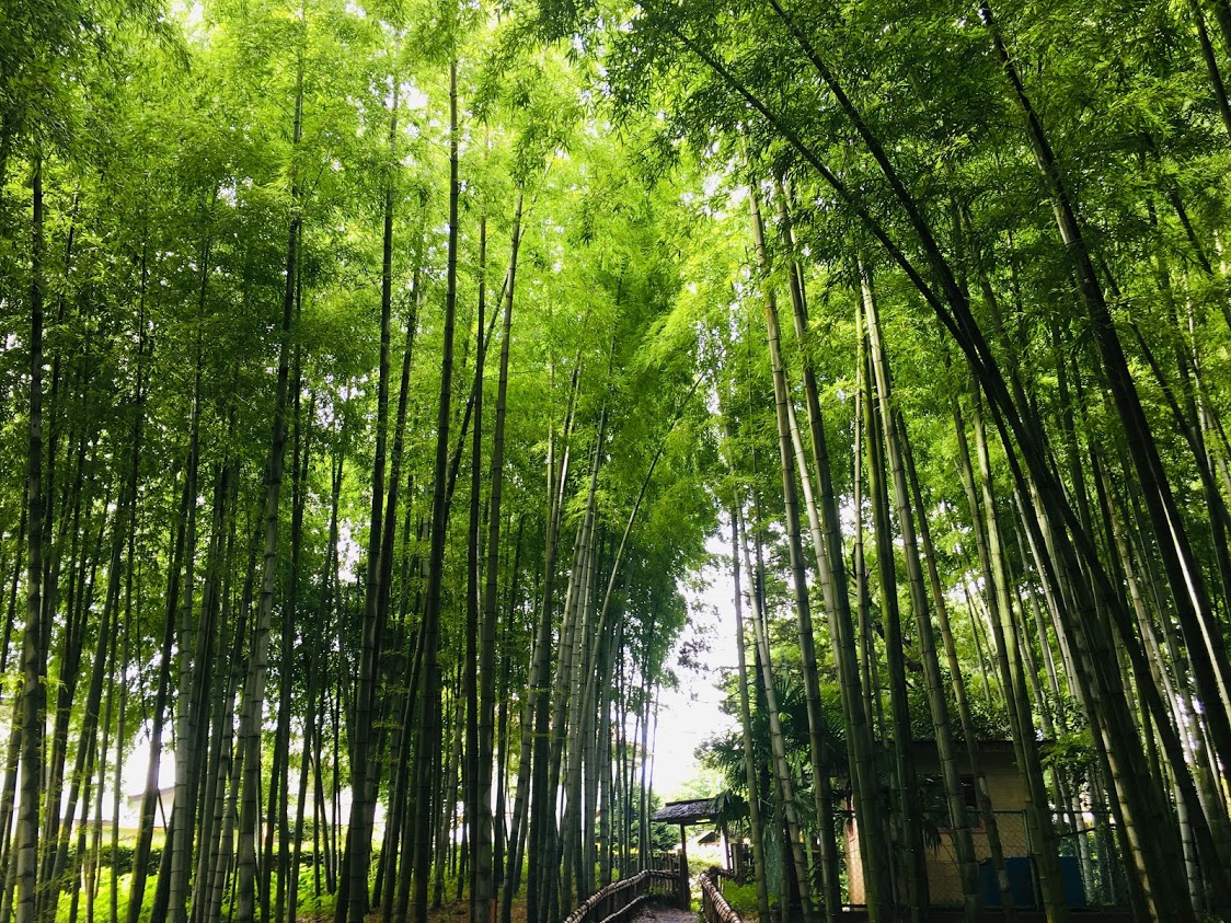 竹林公園 東久留米の癒しの絶景スポットを訪問 アクセス 駐車場 飲食 売店 トイレ おすすめ持ち物は ゴルファン Golfun